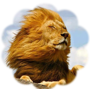 Meditating Lion